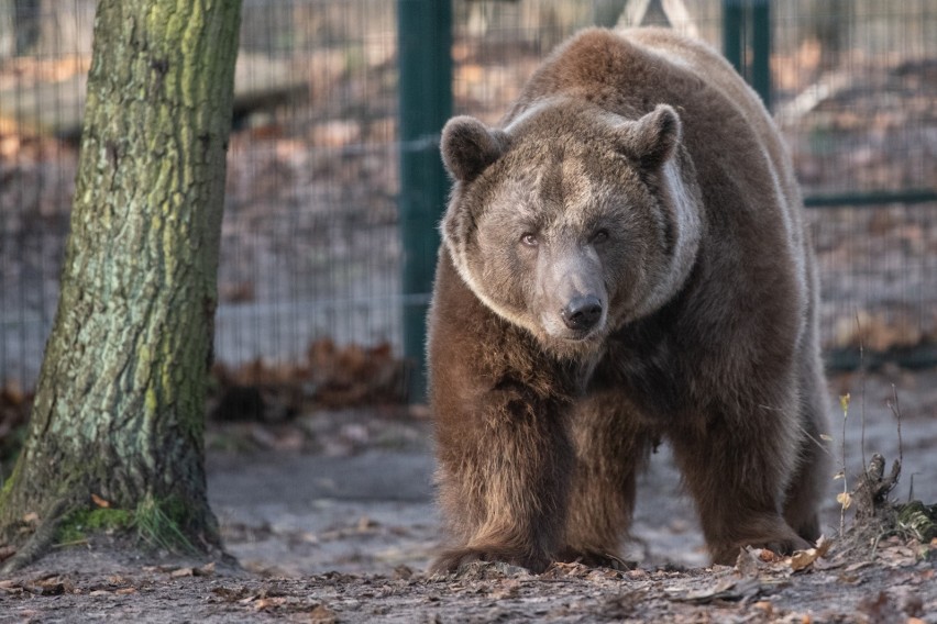 Cisna zimą nie chce spać. Zobacz, jak się żyje znalezionej w Bieszczadach niedźwiedzicy w poznańskim ZOO [ZDJĘCIA]