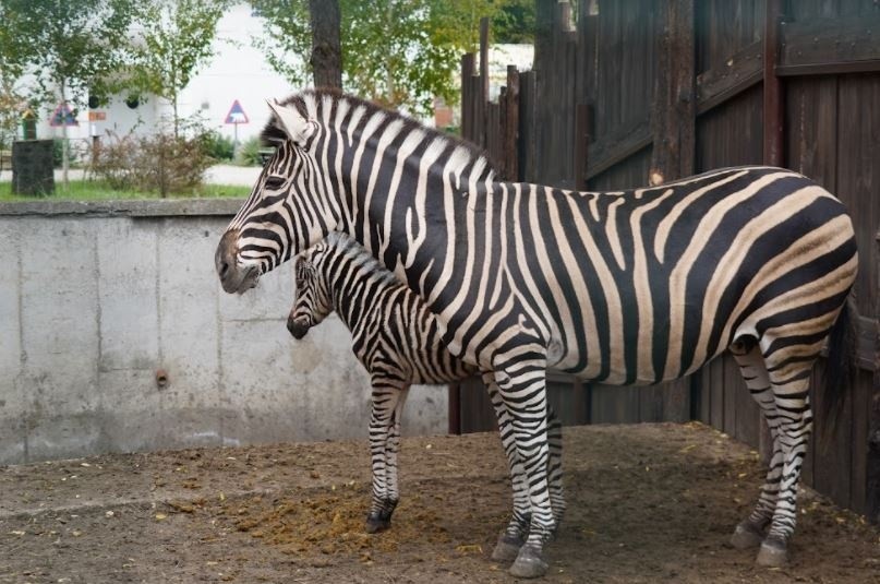 Na wybiegu Sawanny we wrocławskim zoo pojawiły się małe...