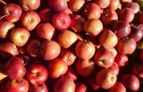 Rosja blokuje zakup naszych jabłek i serów. Wielkie kłopoty świętokrzyskich producentów