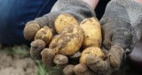 Ceny ziemniaków mogą jeszcze rosnąć