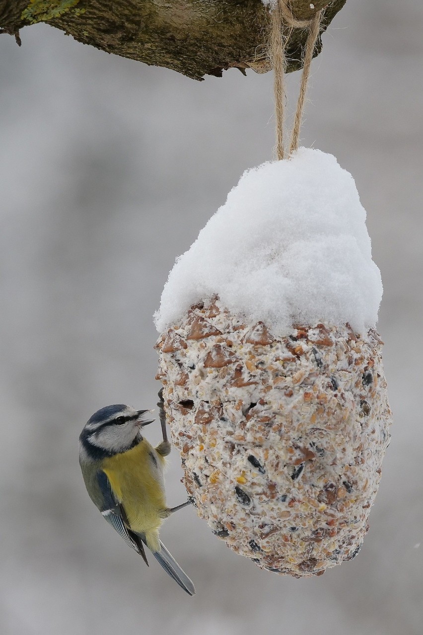 Dokarmianie ptaków zimą. Jak robić to odpowiedzialnie, czym karmić i jaki karmnik wybrać