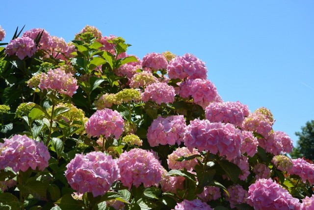 Posadzenie długo kwitnących krzewów, takich jak np. hortensji, to sposób na to, żeby nasz ogród wyglądał pięknie od wiosny do jesieni.