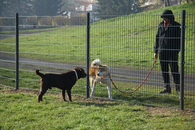 Wybieg dla psów w wąwozie na Kalinowszczyźnie. Jeden z pięciu na terenie Lublina