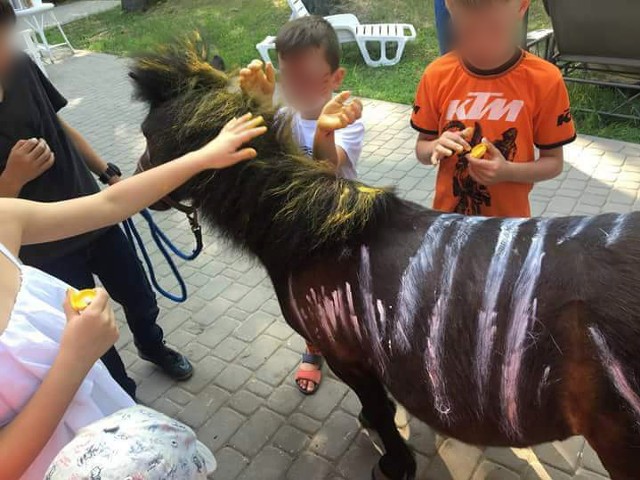 Malowanie koni - zabawa na Dzień Dziecka, zorganizowana przez Hotel Pałac Alexandrinum. To traktowanie zwierząt jak zabawki?