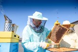 Podkarpaccy pszczelarze zebrali średnio 22 kg miodu z ula