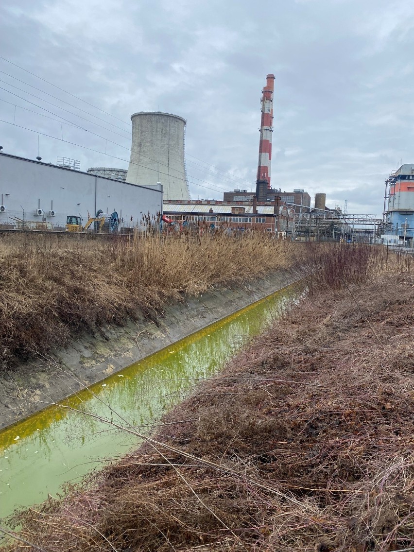 Jaskrawo zielona woda płynie w strumieniu pod Wrocławiem! Co tam się stało?