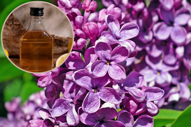 Nalewka z bzu lilaka ma piękny, kwiatowy zapach bzu i niesamowity smak. Wypróbuj na bóle stawów, reumatyzm, ból głowy, niestrawność i przeziębienie.