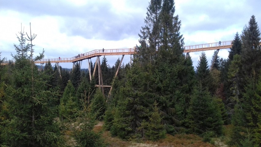 Tatry. Ścieżka w koronach drzew przyciąga tłumy