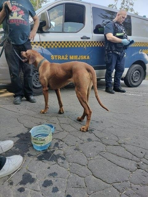 Akcja straży miejskiej. Piękne psy zamknięte w samochodzie