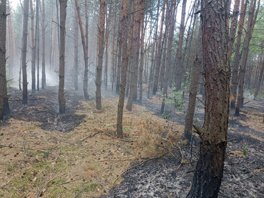 Pożar lasu w Mąkosach Starych, w powiecie radomskim. Na miejscu działały zastępy straży pożarnej. Zobaczcie zdjęcia