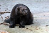 Rosomak Zeth z opolskiego zoo ma narzeczoną