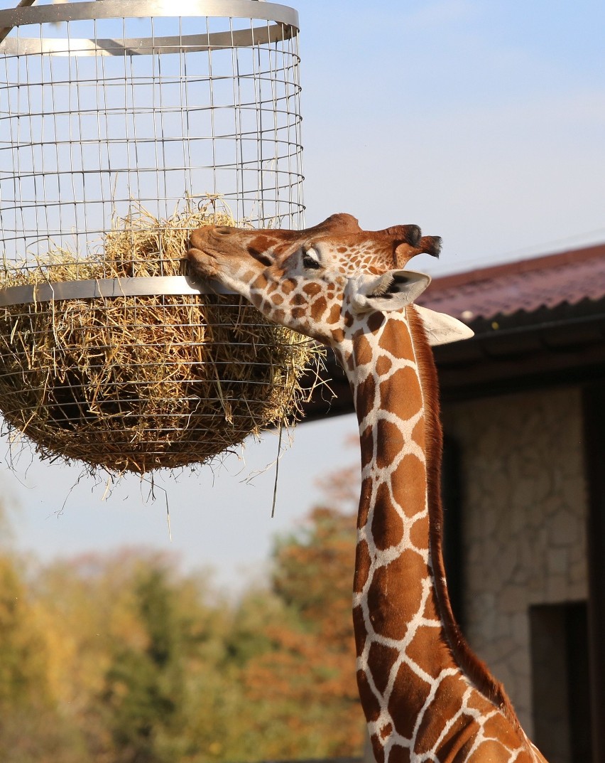 Jesień w Śląskim Ogrodzie Zoologicznym: Z początkiem...