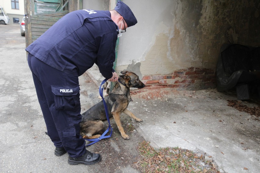 Policyjne psy służą podczas paroli, poszukiwań, wykrywania...