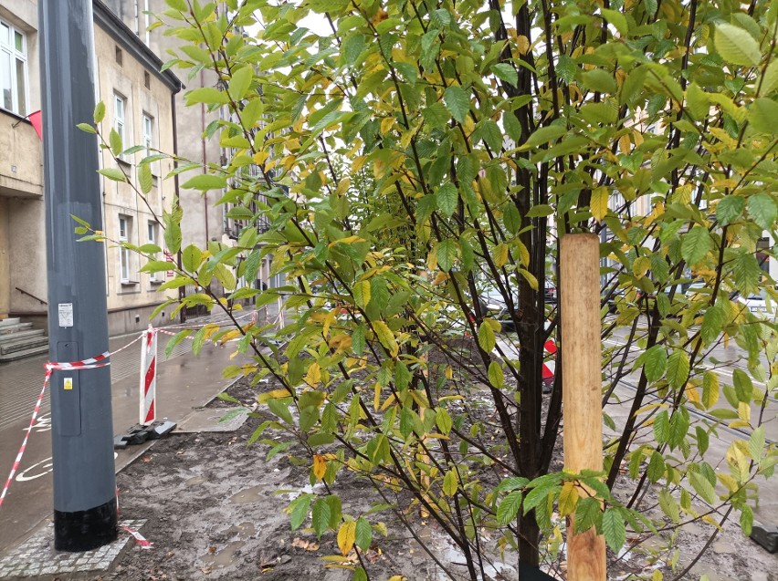 Drzewa, które pojawiły się na ul. 3 Maja w Chorzowie - stan...