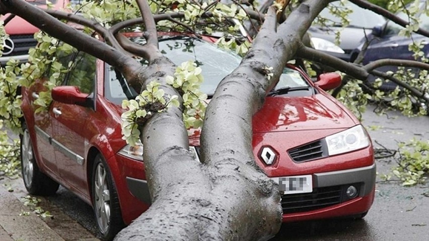 Gdy chore drzewo runie na samochód po pierwsze pytać trzeba,...