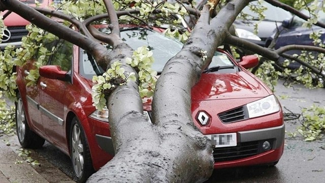 Gdy chore drzewo runie na samochód po pierwsze pytać trzeba, kto zarządza terenem, na którym stało. To obowiązkiem zarządcy nieruchomości czy drogi jest dbałość o pielęgnację, ale i eliminację zagrożeń.