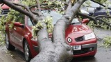 Toruń. Chore drzewo u zbiegu Mickiewicza i Matejki runęło na jadący samochód! Wyrok: Zrzeszenie płaci odszkodowanie
