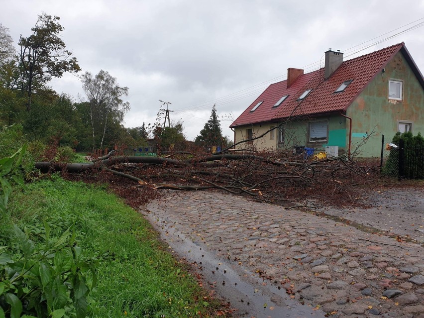 Wichura w regionie. Powalone drzewa, zerwane linie energetyczne [RAPORT] 