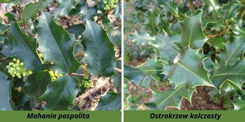 Mahonia i ostrokrzew są podobne do siebie, ale nie są...