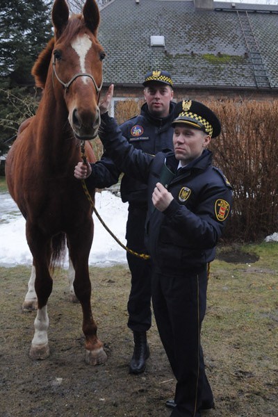 Koń straży miejskiej na emeryturze  (galeria zdjęć)