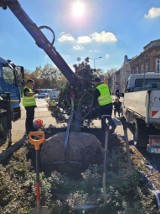 Kraków. Posadzili sosnę w centrum miasta, na moście