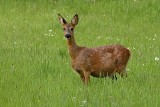 W Sejmie dyskutowali o szkodach łowieckich i odszkodowaniach