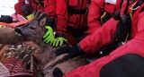 Strażacy MOSP Prabuty uratowali sarnę, która utknęła na środku jeziora Sowica. Po ogrzaniu i wysuszeniu zwierzę zostało wypuszczone. ZDJĘCIA
