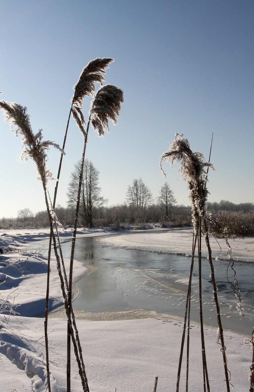 Rzędziany, zima w Narwiańskim parku Narodowym, rekordowe...