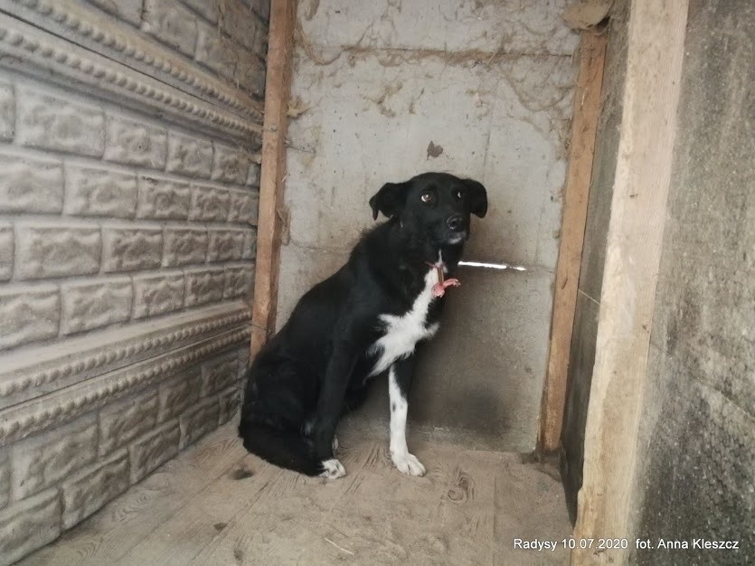 Toruń przyjął więcej psów ze schroniska w Radysach niż pierwotnie planowano