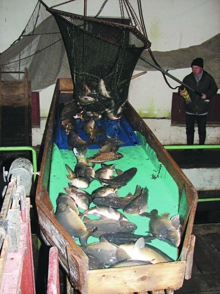 W Gospodarstwie Rybackim w Knyszynie Zamku trwa odławianie karpi