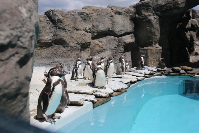 Śląski Ogród Zoologiczny znowu jest otwarty. Hitem wśród gości są pingwiny! Zobacz kolejne zdjęcia/plansze. Przesuwaj zdjęcia w prawo - naciśnij strzałkę lub przycisk NASTĘPNE