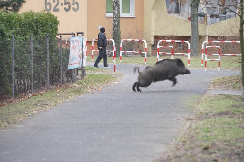 Zakaz polowania na dziki mógłby spowodować, że będzie się...