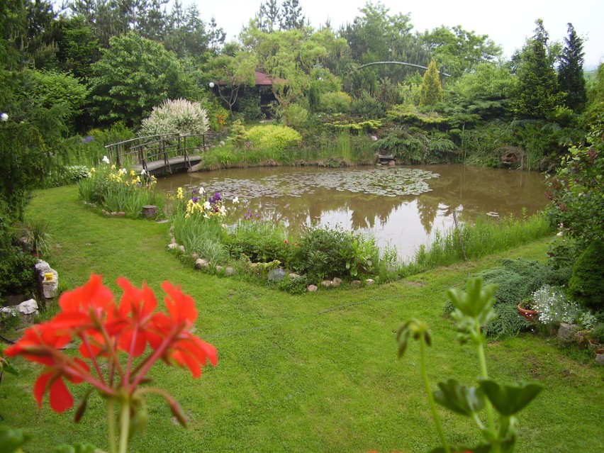 Oczko wodne w ogrodzie
Wiejskie ogrody lubią oczka wodne