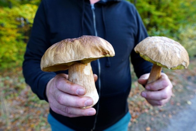 Choć mamy już 30 października na Dolnym Śląsku wciąż możemy znaleźć grzyby! Na kolejnych zdjęciach lokalizacje polecane przez naszych czytelników.
