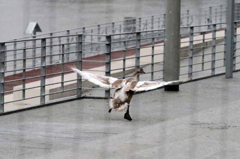 Zagubiony łabędź na moście Pokoju. Nie mógł się przedostać na bulwar Kaczyńskich (ZDJĘCIA)