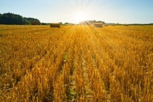 Żniwa w regionie koszalińskimNa skoszenie wszystkich zbóż potrzeba z sześć - siedem dni dobrej, czyli bezdeszczowej pogody.