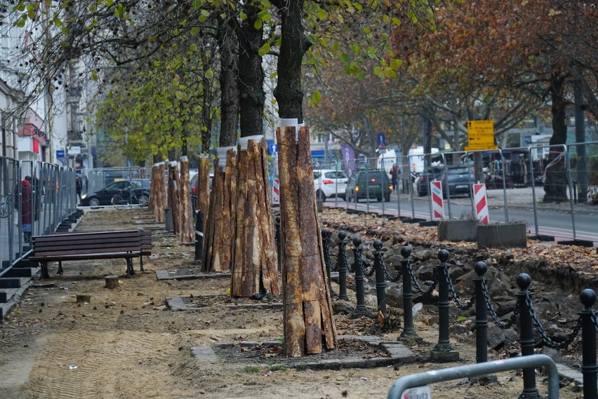 Drzewa na ul. 27 grudnia w Poznaniu zabezpieczone.