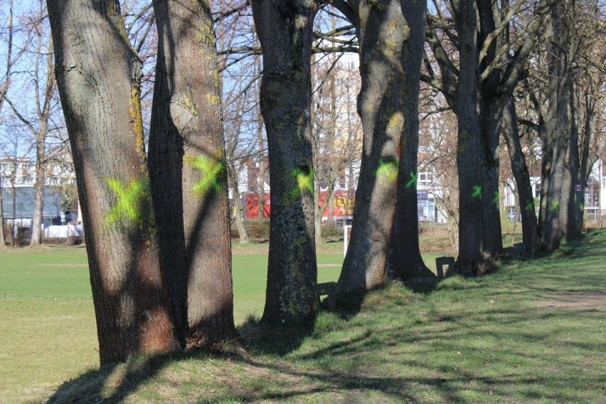 Drzewa, która mają zostać wycięte podczas budowy Euroboiska