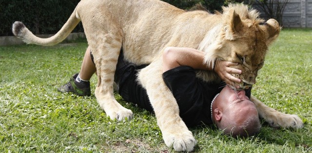 Simba szybko rośnie, waży już 150 kilogramów. To jednak jeszcze młody kociak i bardzo lubi sie bawić.