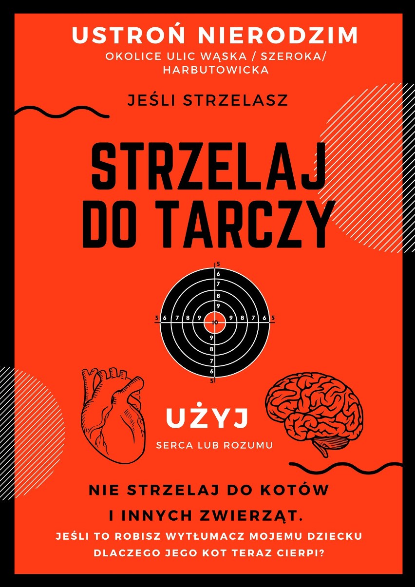 Zwyrodnialec postrzelił małego kotka w Ustroniu Nierodzimiu. Odłamek śrutu na stałe utkwił w ciele zwierzęcia