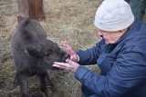 Żubrzątko odrzucone przez matkę zaadaptowali ludzie. Niezwykła historia w Pszczynie ZDJĘCIA