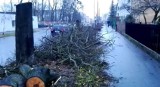 Wycinka drzew przy ulicy Antczaka w Toruniu. Ścięto 11 klonów