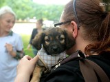 Psi piknik na Jasnych Błoniach w Szczecinie. Akcesoria i rejestracja dla czworonogów. Zobacz ZDJĘCIA