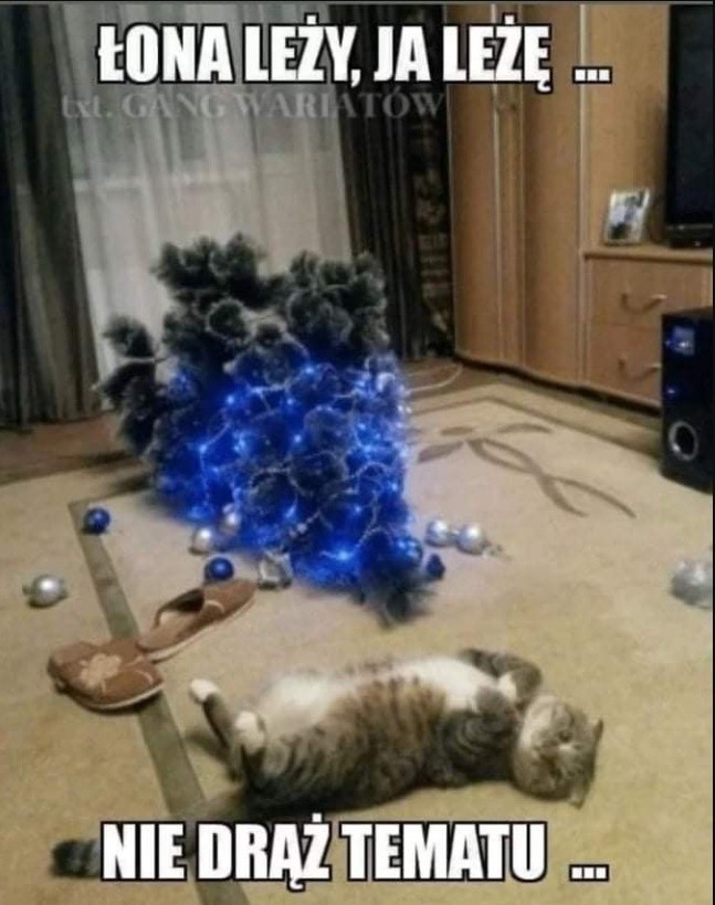 Kot i choinka to gotowa katastrofa? Najśmieszniejsze memy o miłości kotów do drzewek. Czy ten żywioł można okiełznać?