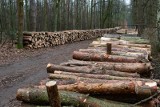 Martwe drewno ma trafiać do elektrowni. Pomysł Lasów Państwowych i Ministerstwa Środowiska jest wybitnie szkodliwy - alarmują naukowcy
