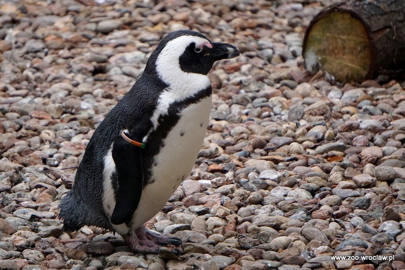 Dziś święto pingwinów we wrocławskim ZOO     