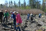 Ruszyli sadzić las w Mirachowie. W akcję włączyło się ponad 100 osób