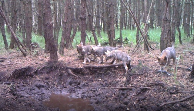 Fotopułapka zamontowana we Wdeckim Parku Krajobrazowym zarejestrowała nietypową scenę: cztery młode wilki bawiące się wprost przed okiem kamery. Zobaczcie, jak zachowują się te piękne zwierzęta. Młode wilki z pewnością skradną Wasze serca!Autor: Piotr Szumigaj