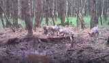 We Wdeckim Parku Krajobrazowym urodziły się młode wilki [wideo]