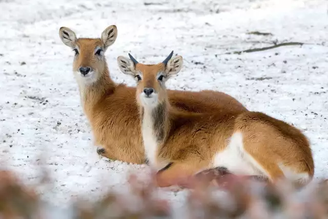 Zwierzęta mieszkające w krakowskim ogrodzie różnie zareagowały na zimowe warunki